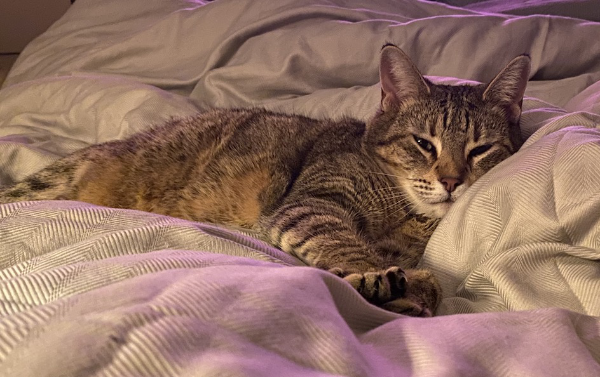 Rachel the cat