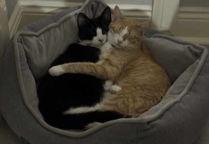 Cats Peaches and Cream